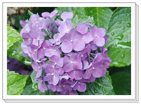 Hydrangea Pics Hydrangea Flower Meaning Is Heartfelt Emotion Or