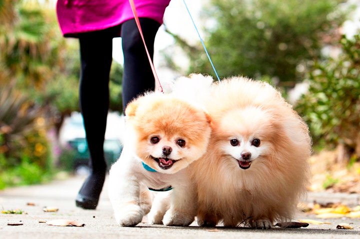 TOP WORLD PIC: Boo Dog - Cutest Dog In The World