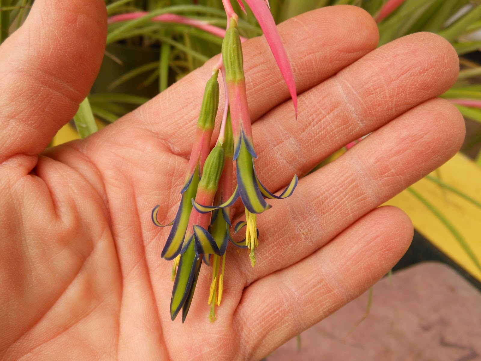 Try a Friendship Plant For Valentine’s Day!