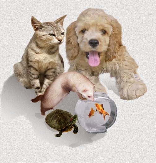 Pets can Transmitted Diseases Pets can Transmitted Diseases