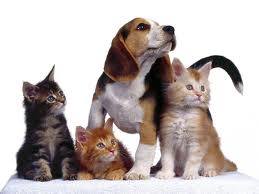 castracion de mascotas
