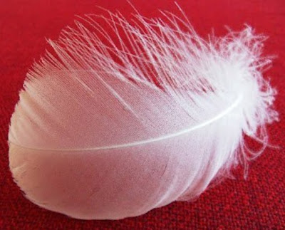 White feather from spirit world