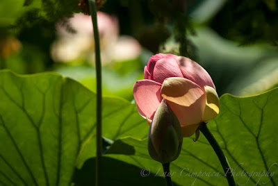 Nelumbo nucifera Floare de Lotus flower Lotosblume λωτόςλουλούδι fiorediloto flordelótus flordeloto lótuszvirág