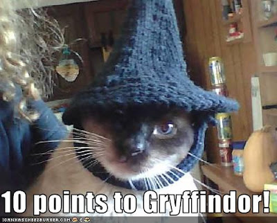 cute%2Bkitten%2Bharry%2Bpotter%2Blolcat%2Bfunny%2Bprofessor%2Bmcgonagal%2Bgryffindor.jpg