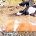 Ακρωτηριασμοί ζώων στην Αργεντινή. Από τι; (VIDEO)