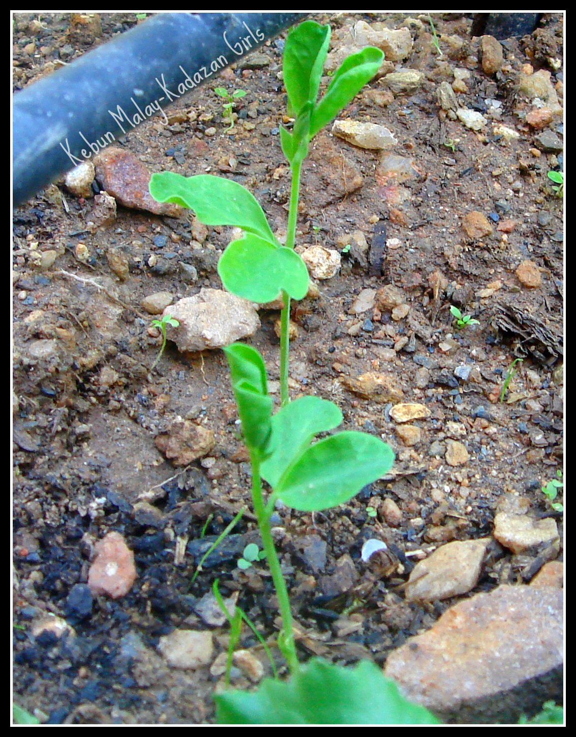 Shiatoshi Annual Sweet Pea Germination And Care