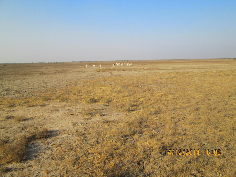 Herd of  Indian Wild ass in Little Rann of Kutch.