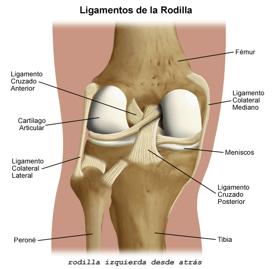 Lesiones De Rodilla Futbolistas