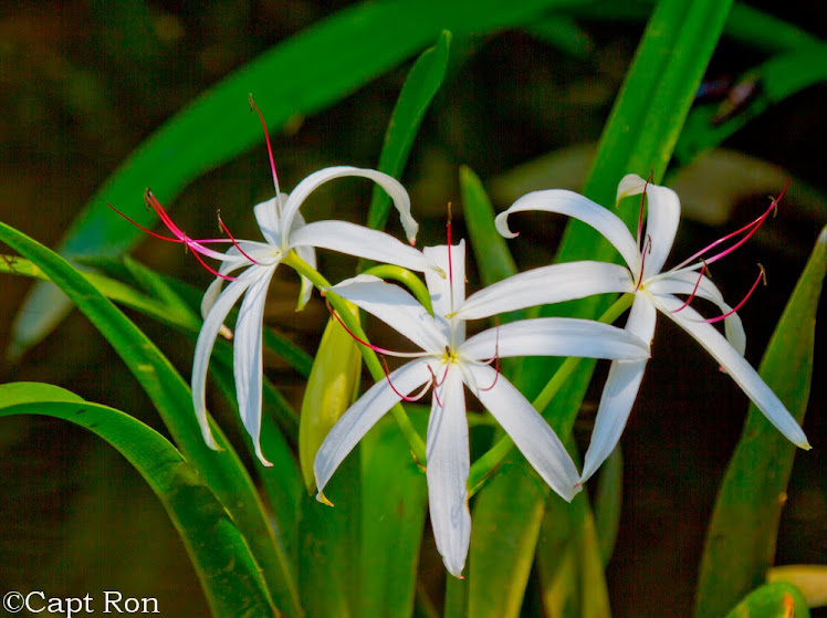 String Lilly