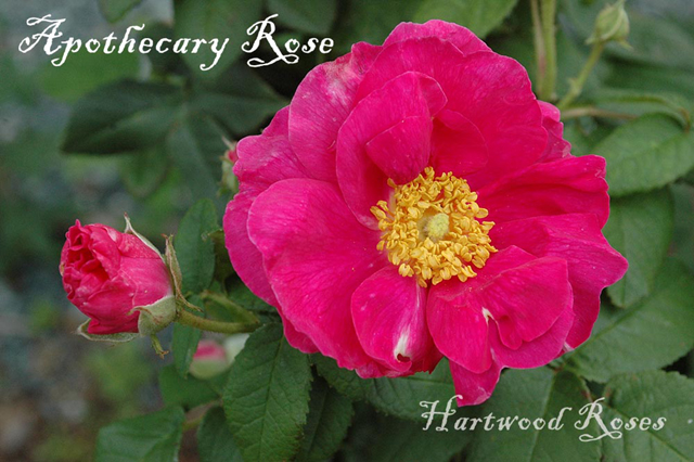 My Favorite Roses to Grow for the Apothecary — Floranella