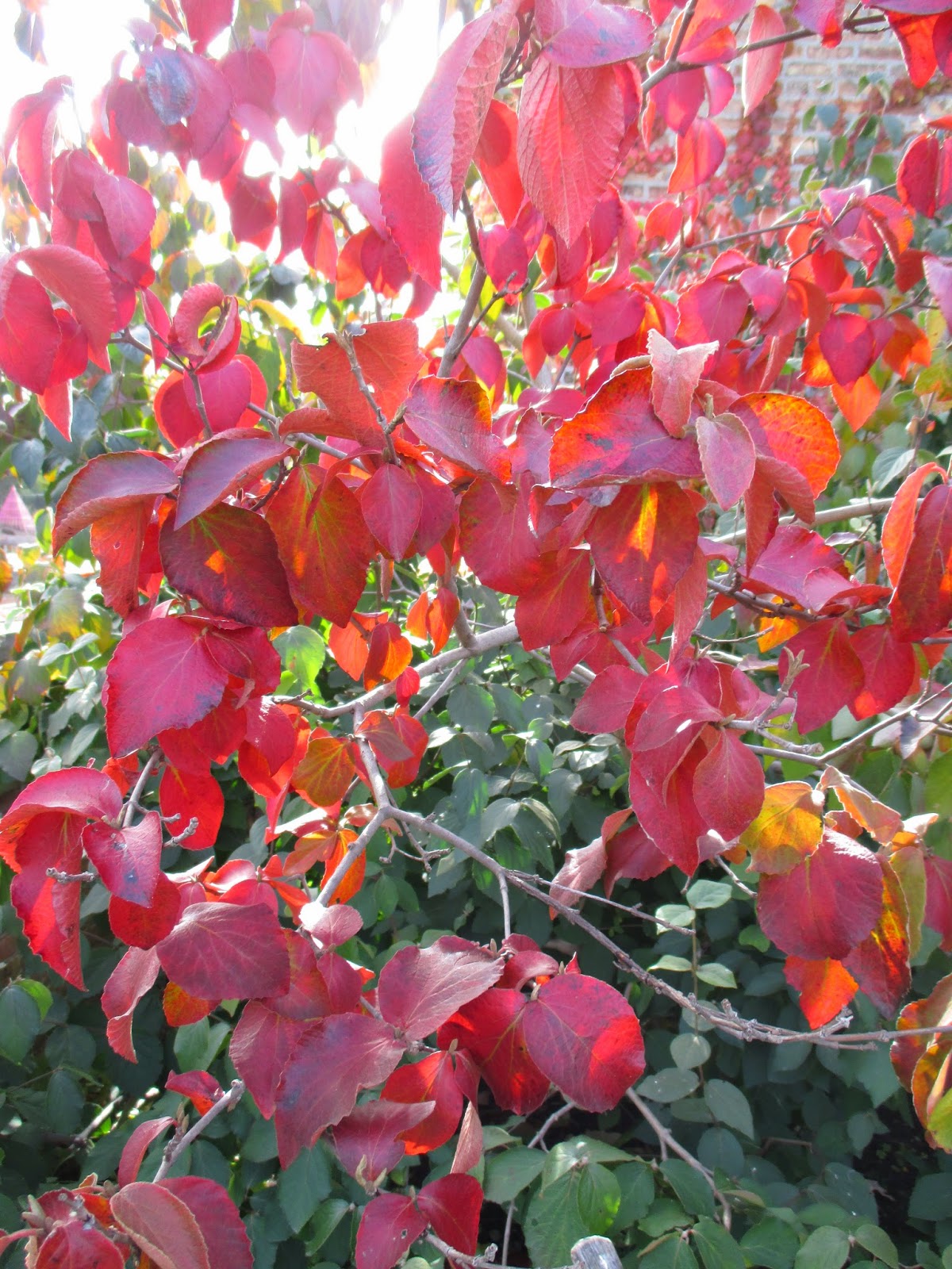 Flora Wonder Blog Viburnum When You Can Mulch Them