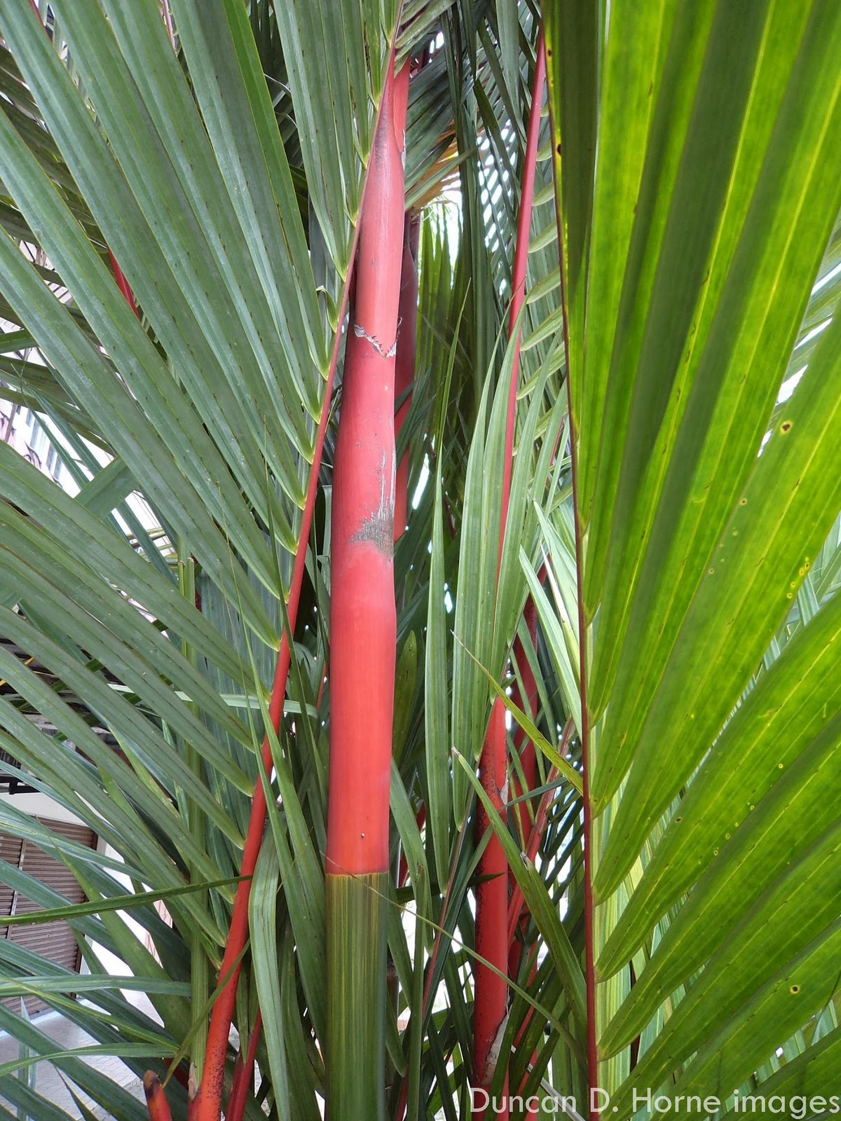 Where Nature Presides Kuantan Red bamboo plants