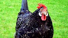 Ayam Ancona Ayam Ancona