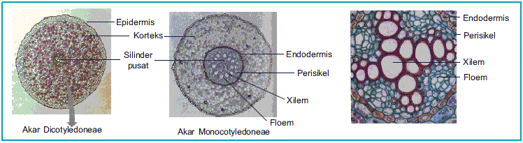 Magic Blog Struktur Jaringan Dan Jenis Akar Pada Tumbuhan