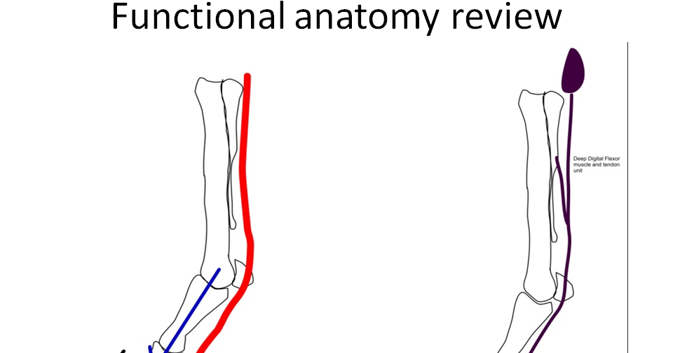 Innovative Equine Podiatry Introduction to the mechanics of the lower