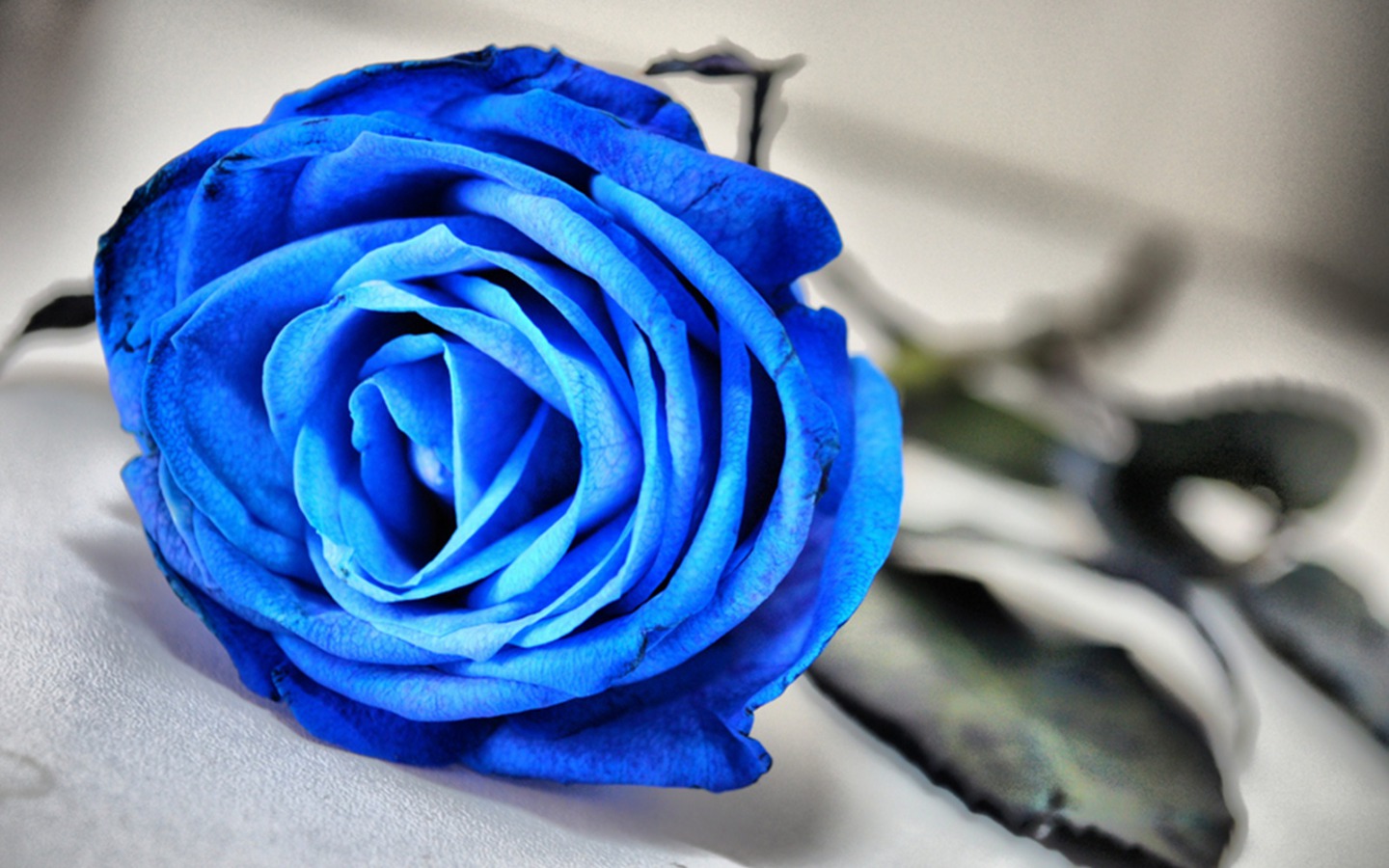 Little Thing Mawar Biru Little Thing Mawar Biru