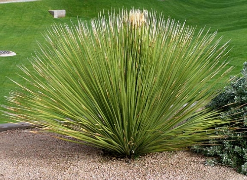 plantas de jardim que gostam de muito sol:Dasilírio : gosta de solintenso e de pouca rega. plantas de jardim que gostam de muito sol:Dasilírio : gosta de solintenso e de pouca rega.