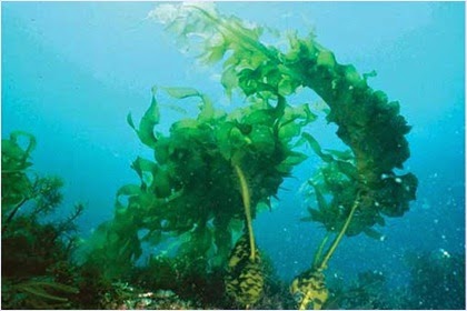 สาหร่ายวากาเมะ (Wakame Seaweed)