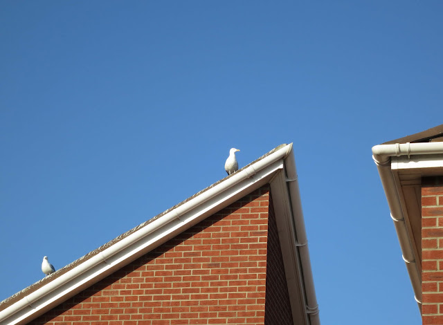 Herring Gulls on a sloping roof against a blue sky.