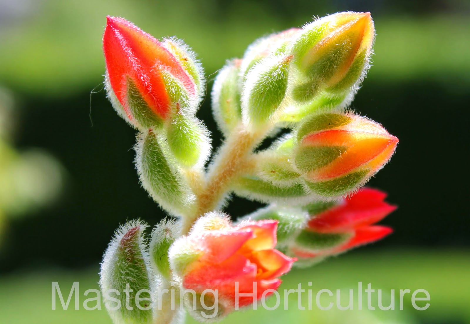 Do Succulents Need Direct Sunlight - do cactus need much sunlight