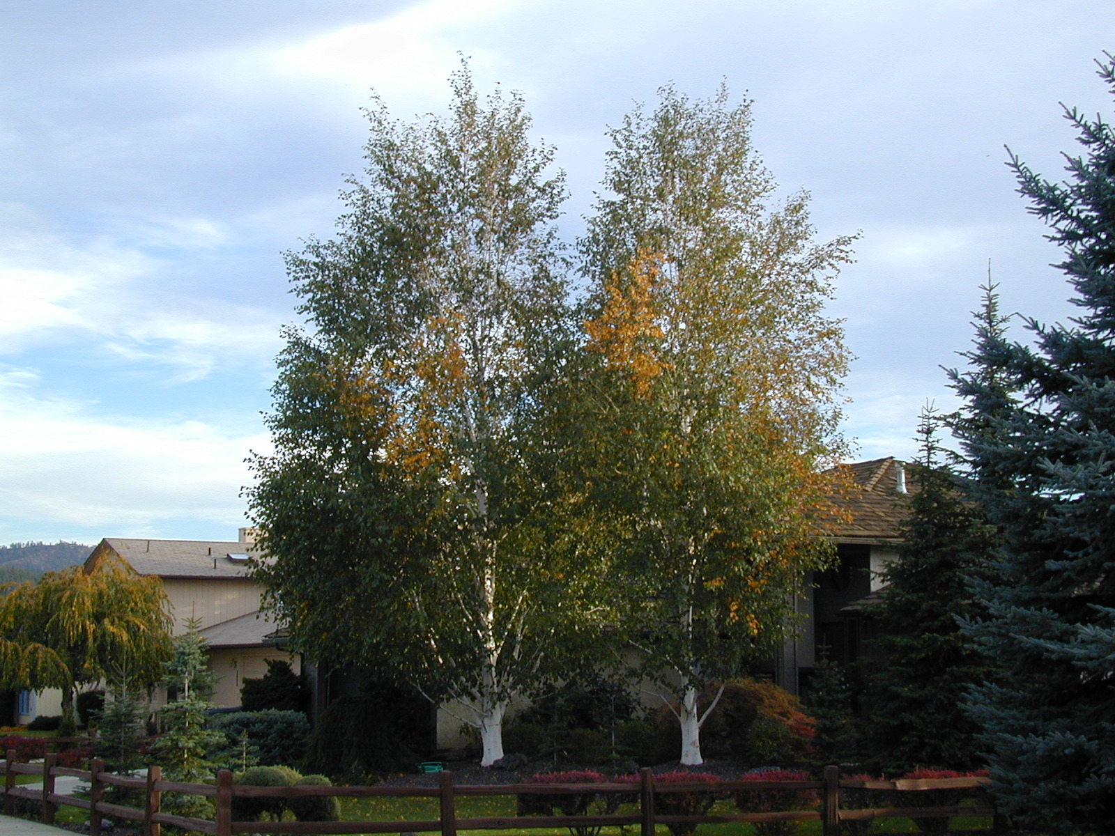 Trees of Santa Cruz County: Betula jacquemontii - Himalayan Birch