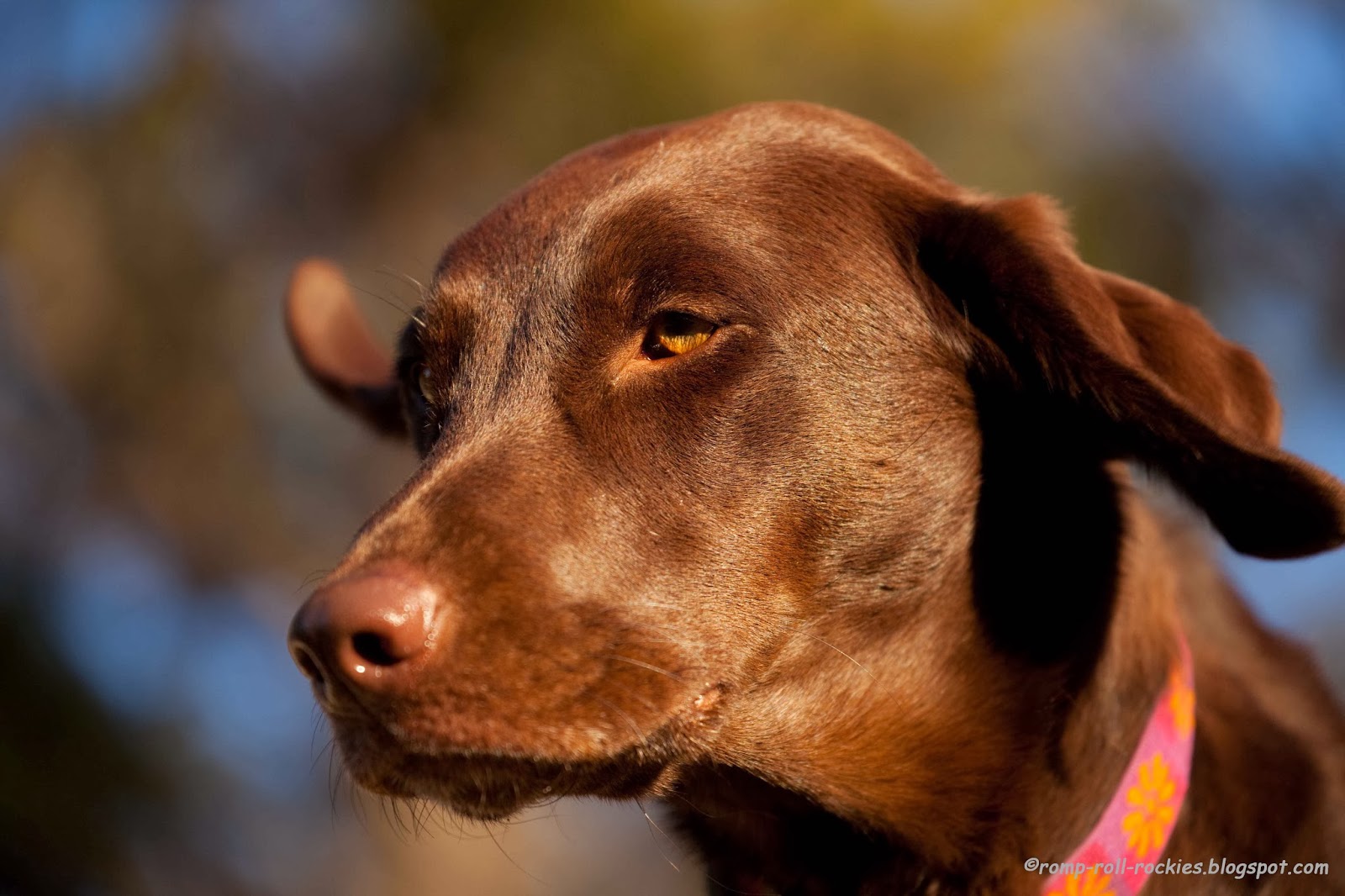 What Makes Labradors And Border Collies Good Sniffer Dogs What Makes Labradors And Border Collies Good Sniffer Dogs