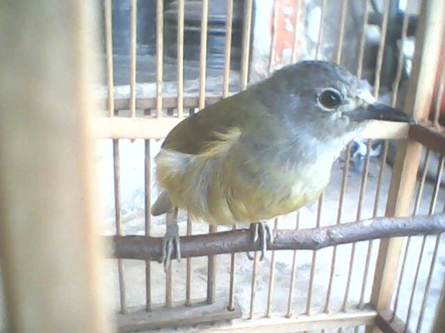 Perawatan Opior Jawa Sambitan Jbbkicau Perawatan Opior Jawa Sambitan Jbbkicau