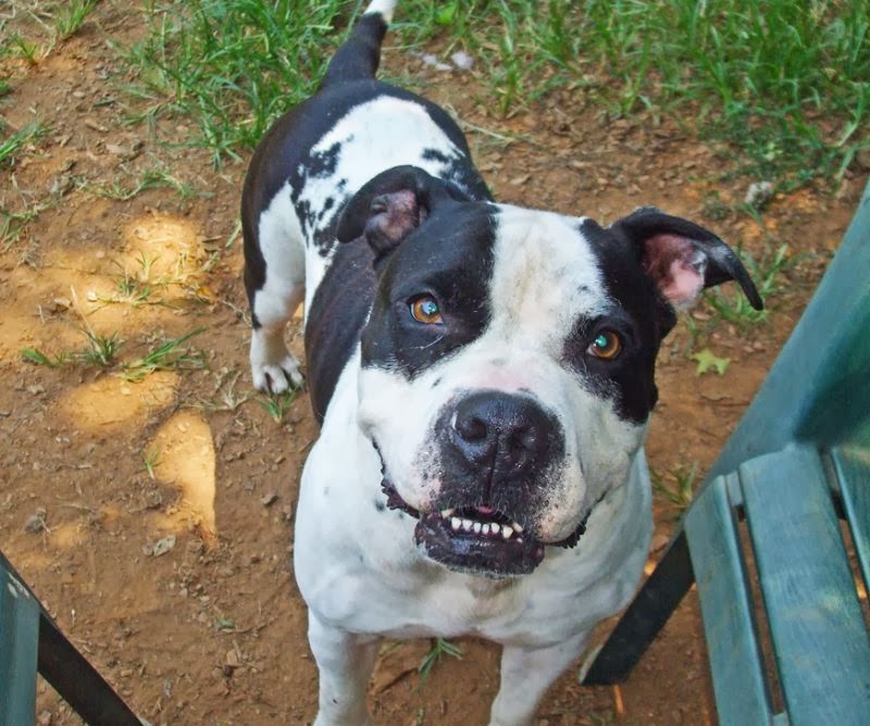 American bull dogs boxer mix Animals Photos Directory