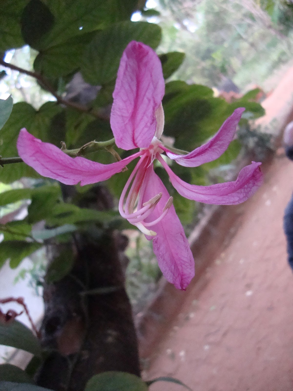 flowers and flowers: February 2013