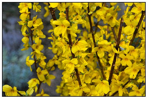 Yard And Garden Secrets About Flowering Shrub Forsythia