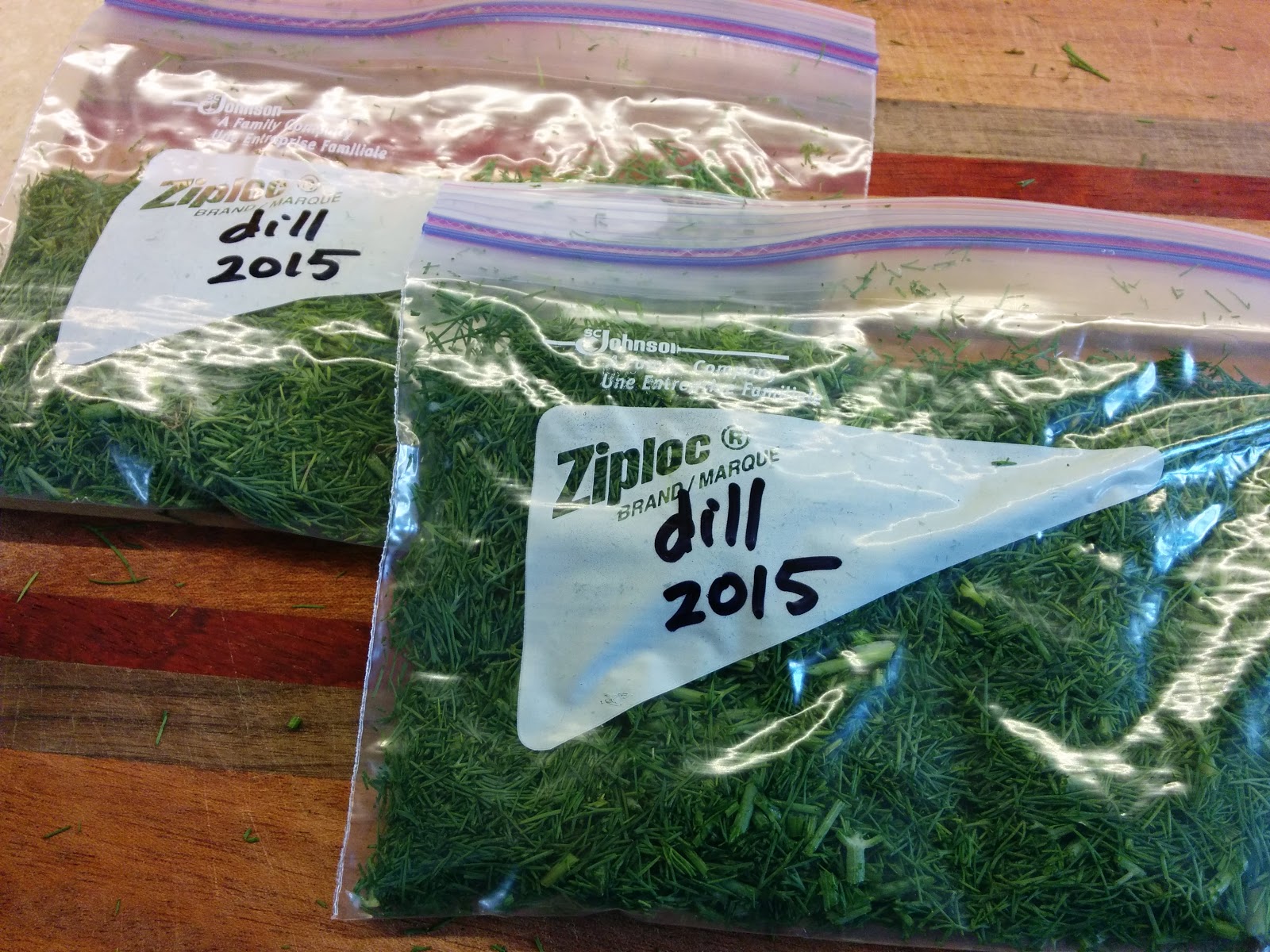 Growing Dill How to Grow Dill in Containers Gardenoid