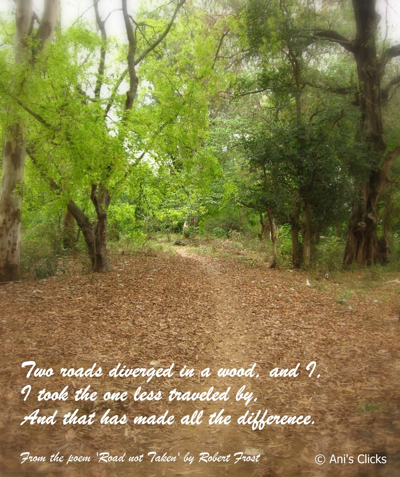 Exploring Myself Two roads diverged in a yellow wood.....