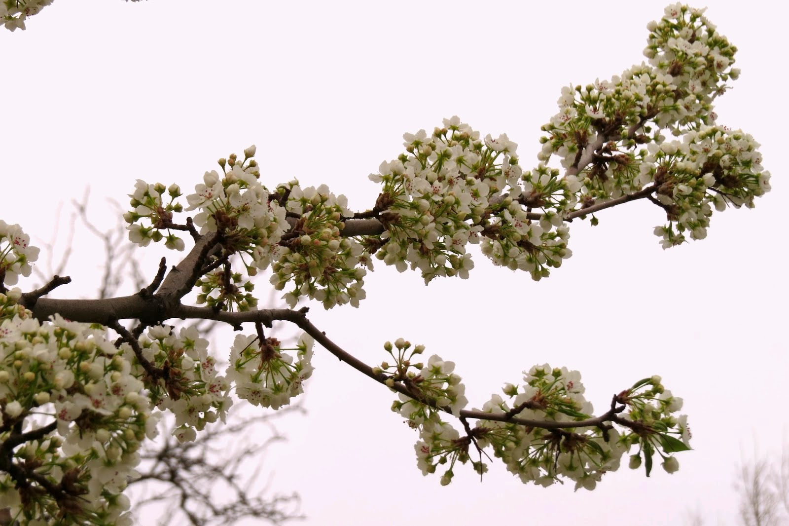 Blooming Pear Tree