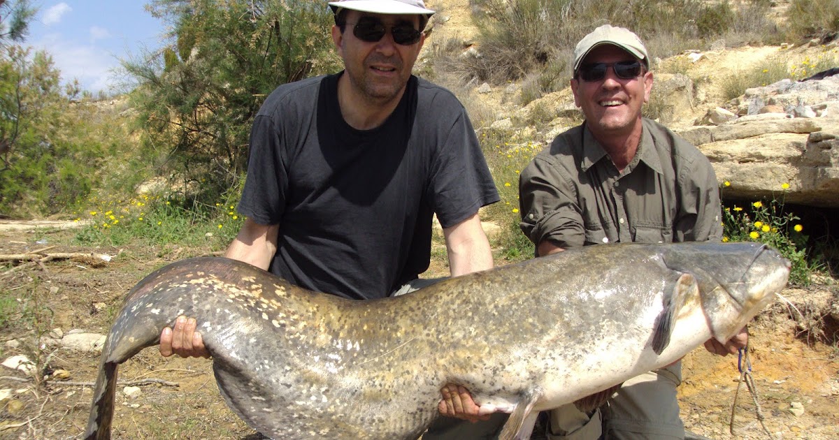 Del manotazo para la pesca