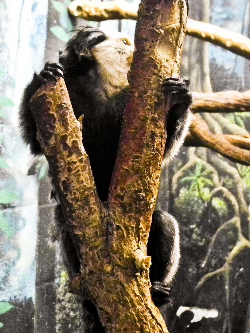 Wisconsin Explorer Henry Vilas Zoo Madison