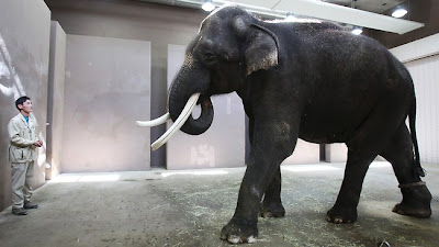 Gajah Langka Bisa Meniru Suara Manusia [ www.BlogApaAja.com ]