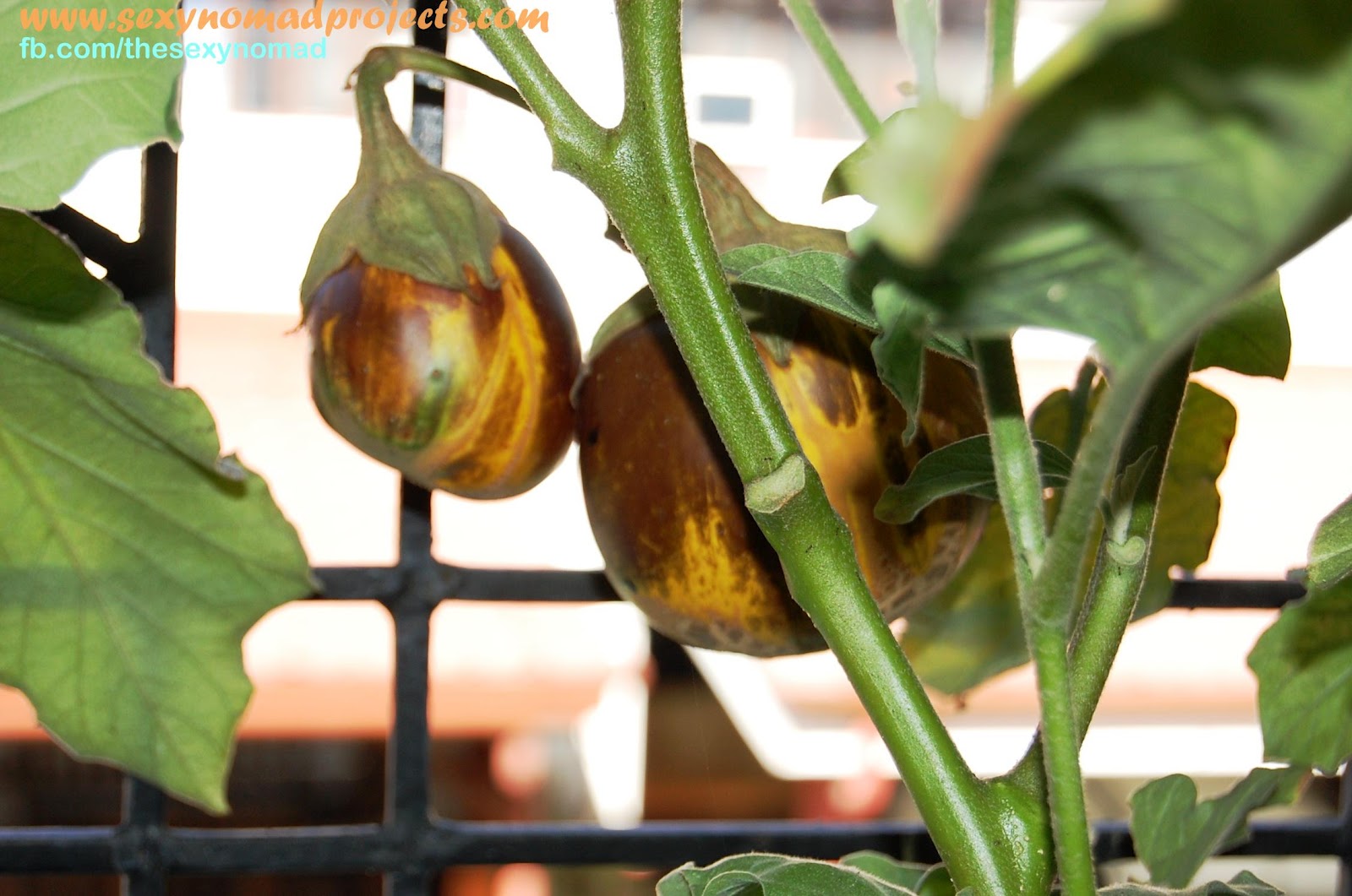 Sexy Nomad's Projects My Egglants are Turning Yellow