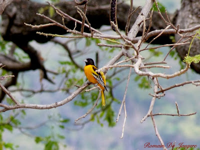 birdwatching Nicaragua