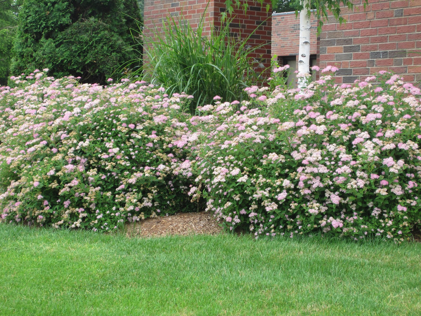 Florez Nursery Spiraea Japonica Anthony Waterer