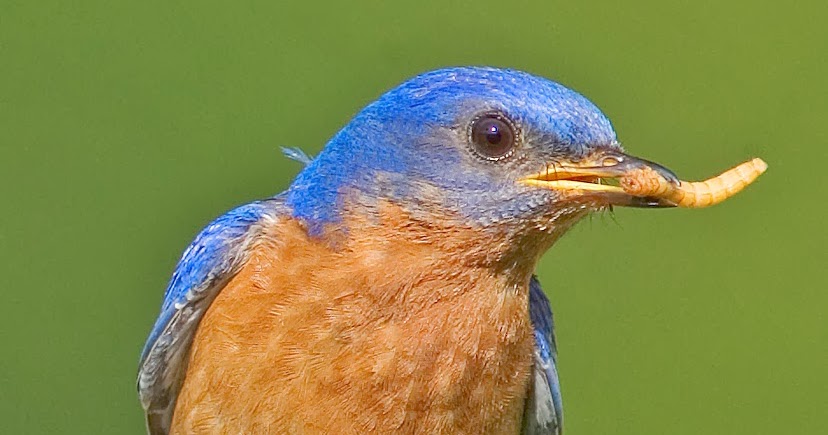 STOKES BIRDING BLOG: How to Help Bluebirds Survive in Winter