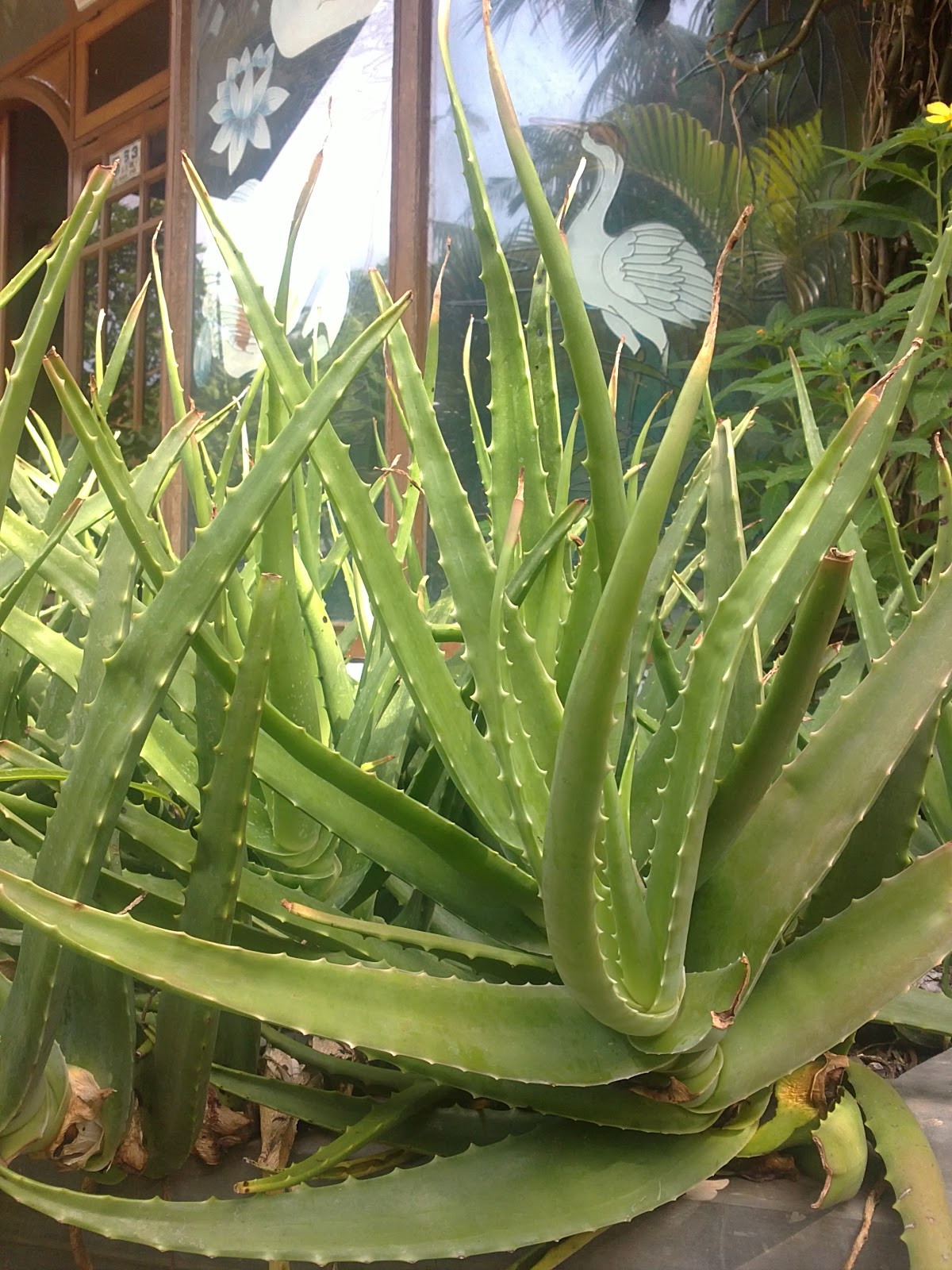 aloe vera plant