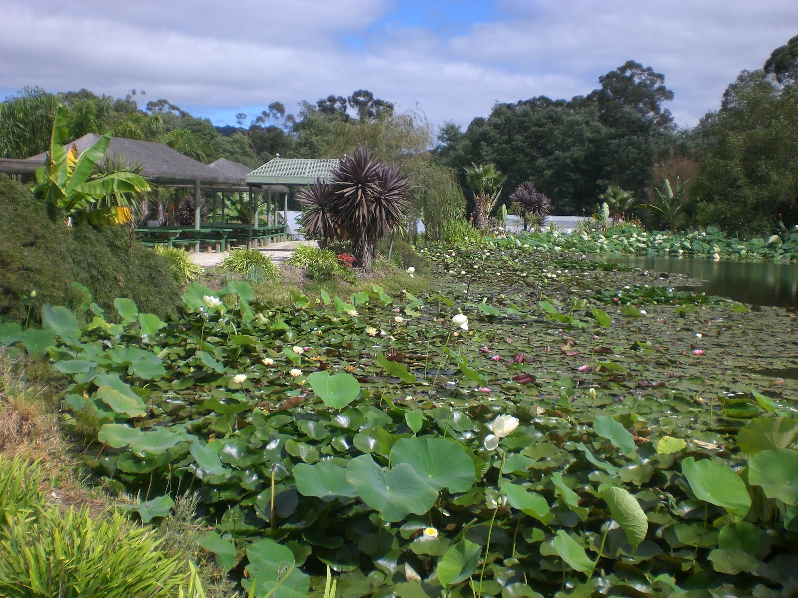 LessSaltLessSugarLessFat Blue Lotus Water Garden at Yarra Junction