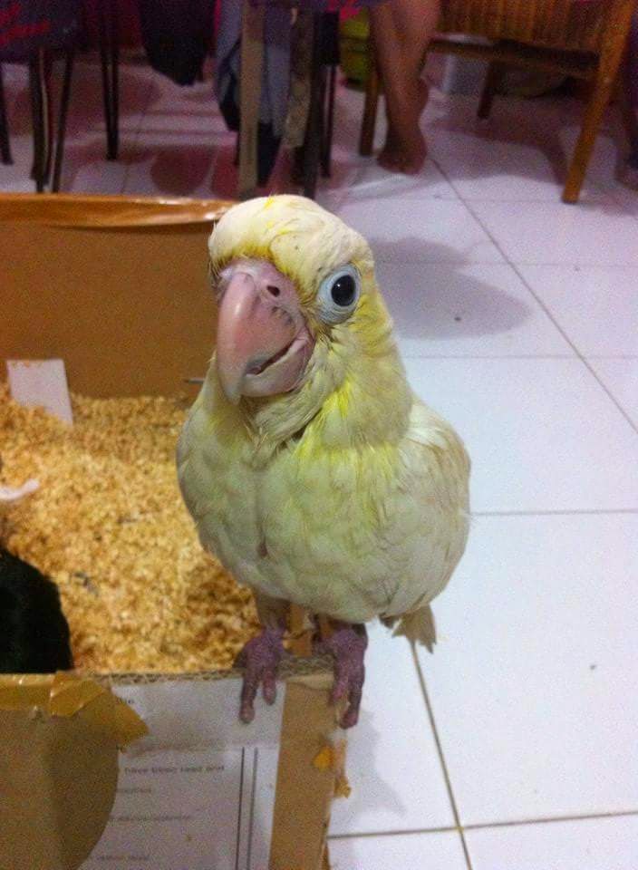 Burung Indonesia Kakatua Jambul Kuning Dewasa Anakan