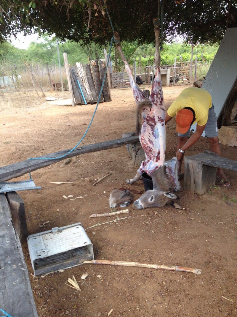 Em caxias: Homem é pego matando jumento e vendendo a carne para moradores