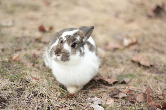curious bunny rabbit
