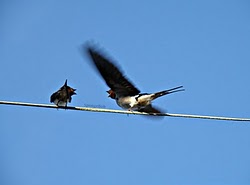 Swallows