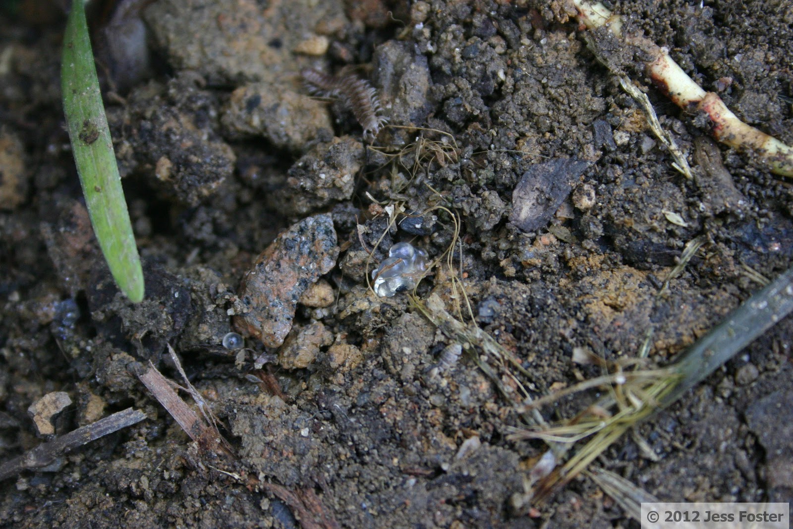 Sluggin' Along Slug Eggs Clutches 14, 15, & 16