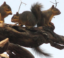 Picture of baby squirrels by Darla Sue Dollman