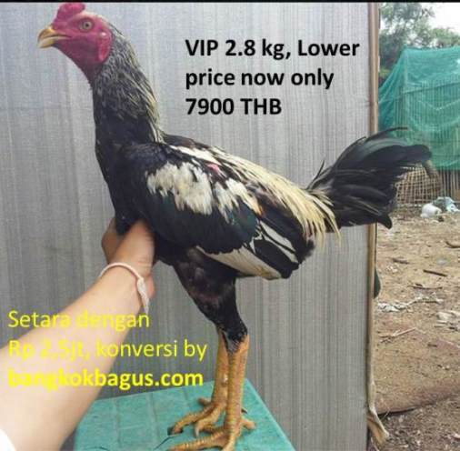 Harga+Ayam+Bangkok gambar ayam dan harga ayam bangkok di Thailand jenis ayam birma