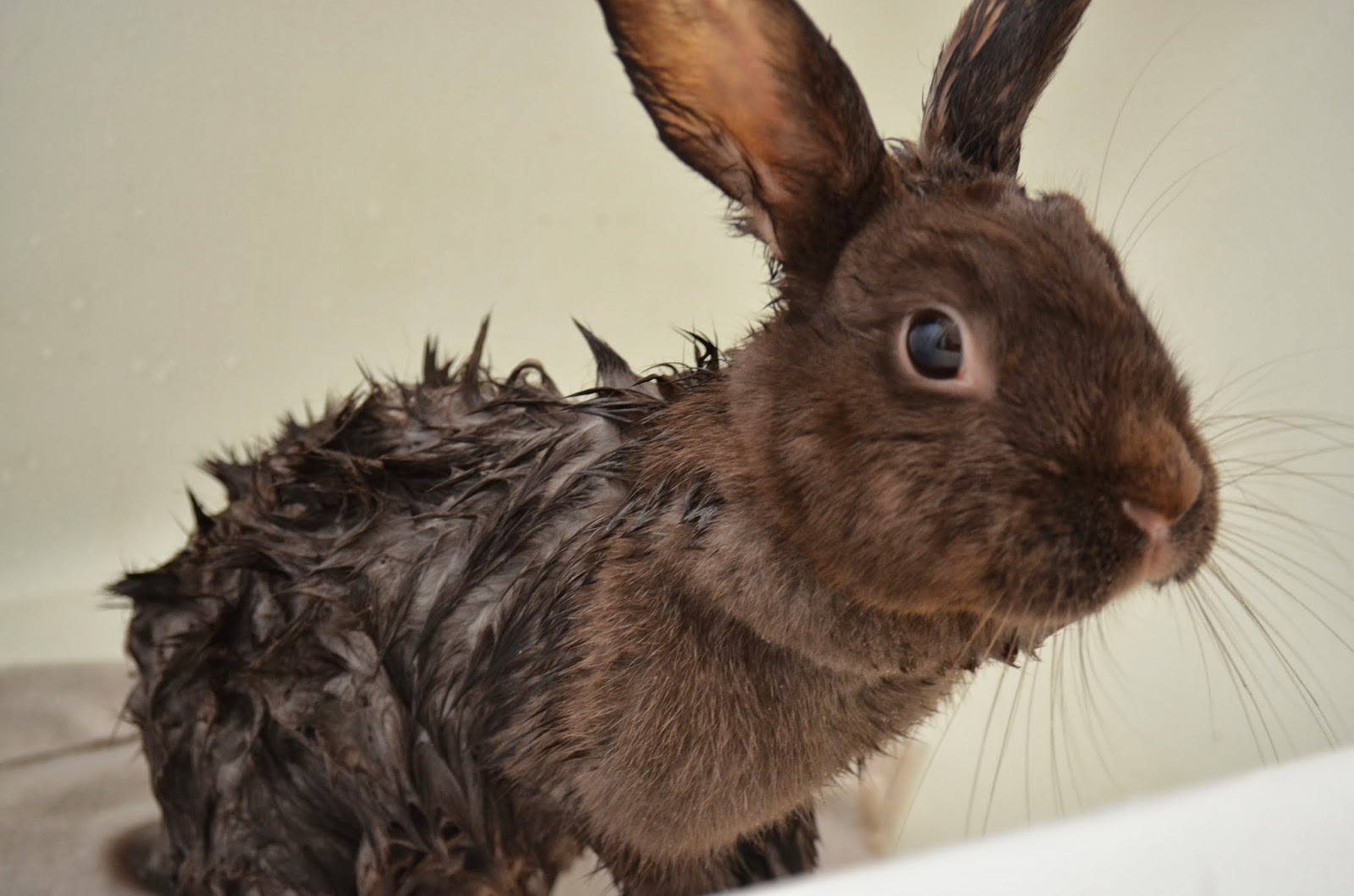 A Sprinkle of Lavender How to Groom a Rabbit